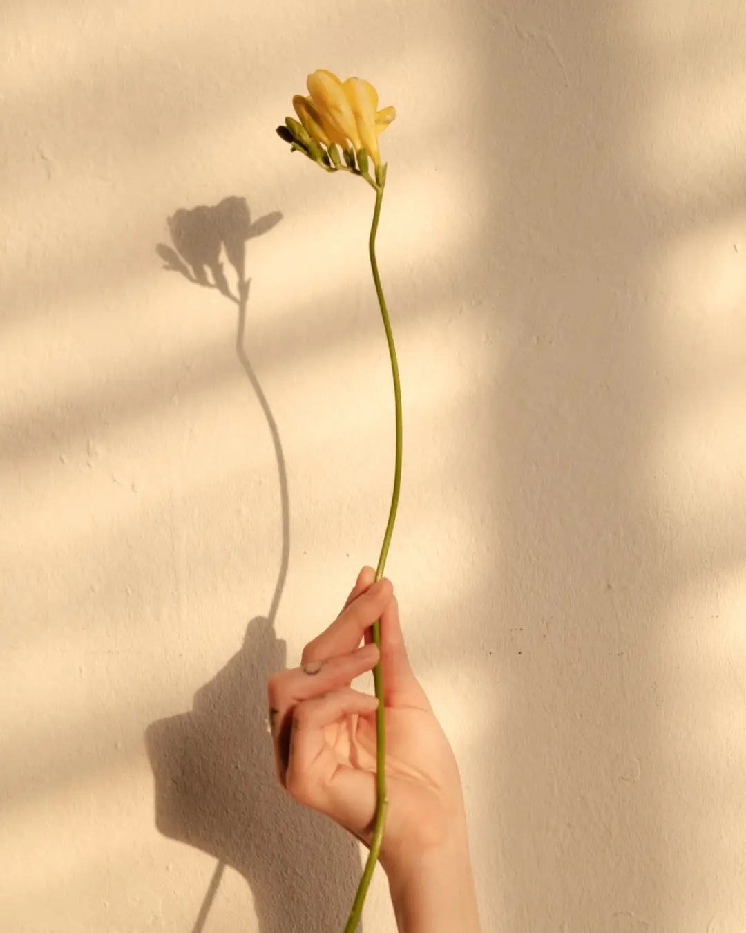 A hand holding a yellow flower against a sunlit wall