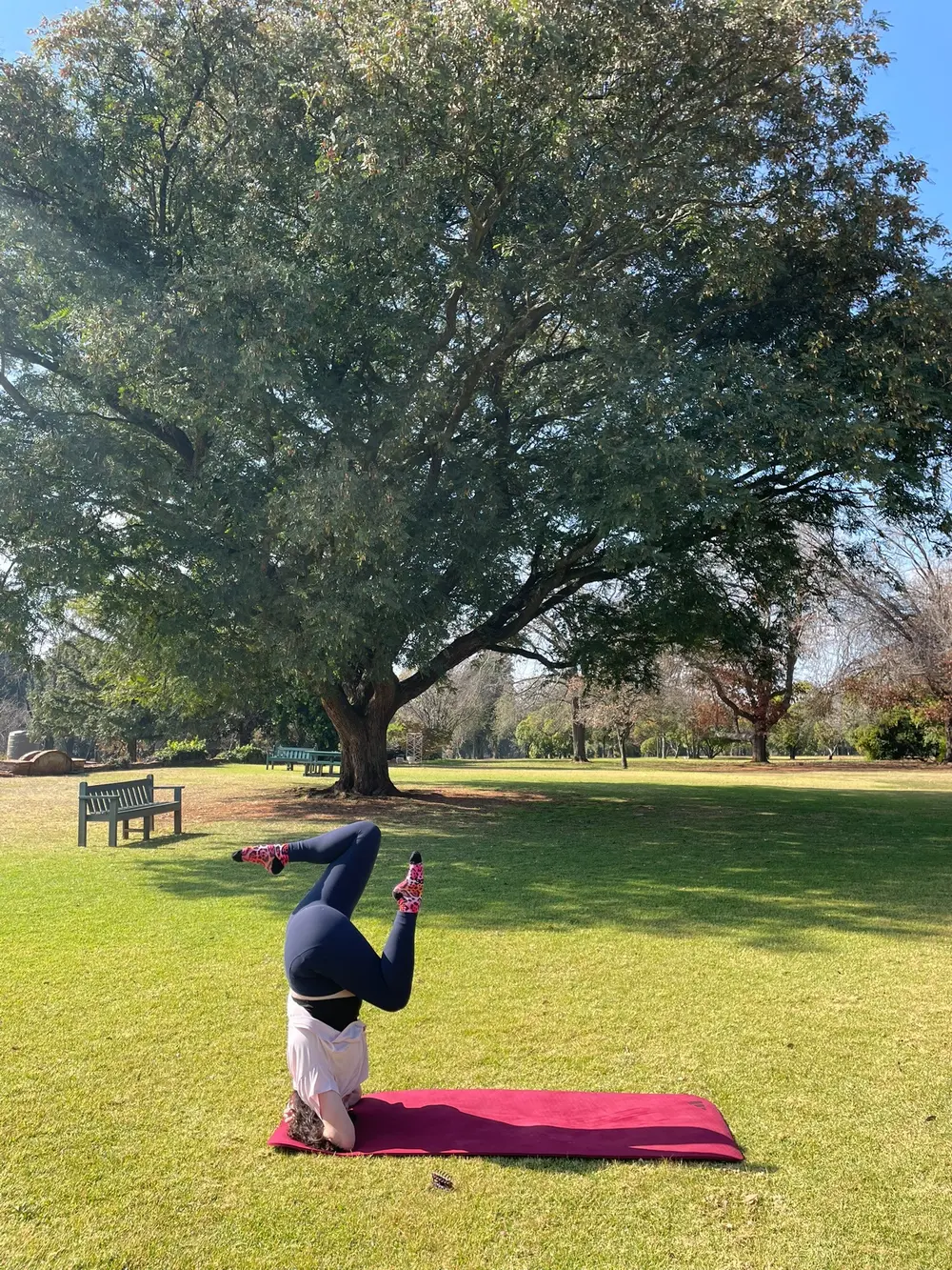 Outdoor yoga beneath a large tree